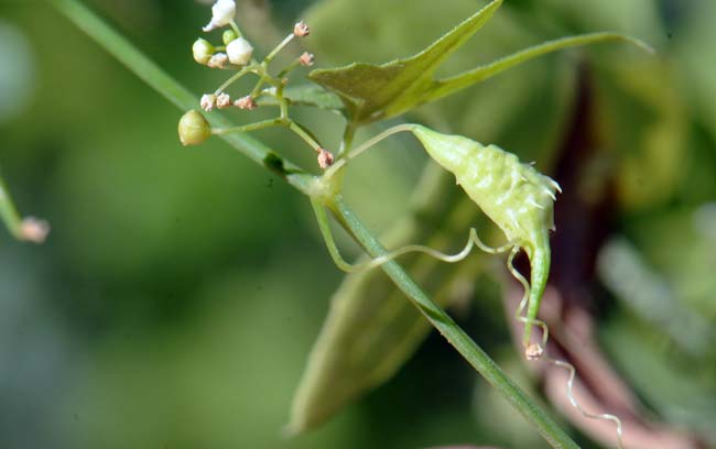 Brandegea bigelovii, Desert Starvine, Southwest Desert Flora